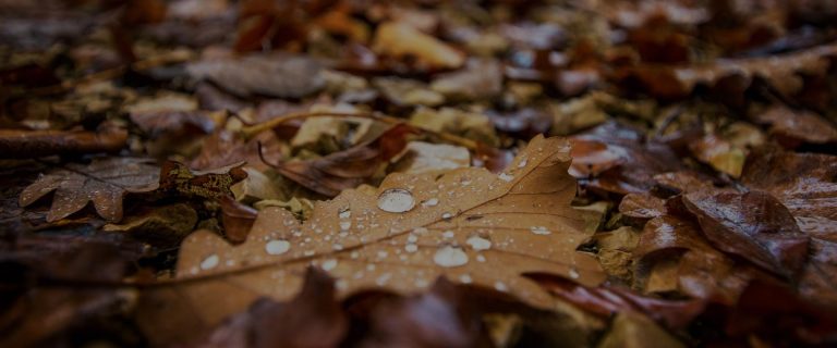 The Top 12 Things to Do in Athlone When It’s Raining